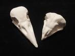 gipsen Vogel Schedel Kraai, Uil, beschilderbaar blanco gips, Ophalen of Verzenden, Nieuw