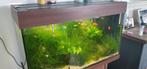 Guppen en platy,s, Vis