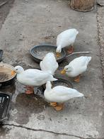 Drie jonkies van Hollandse kwaker call duck, Dieren en Toebehoren, Pluimvee, Geslacht onbekend, Eend