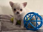 Raszuivere chihuahua pup REU, CDV (hondenziekte), 8 tot 15 weken, Meerdere, Meerdere dieren