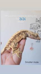Mannelijke Wimpergekko 1.0, Hagedis, 3 tot 6 jaar