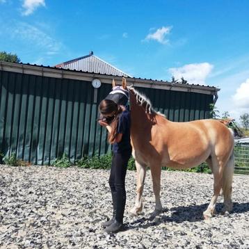 Verzorgpony gezocht! - omgeving Ilpendam  beschikbaar voor biedingen