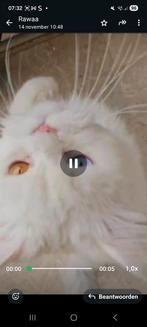 Bijzondere lieverd, Dieren en Toebehoren, Katten en Kittens | Raskatten | Langhaar, Kater, Gechipt, 0 tot 2 jaar