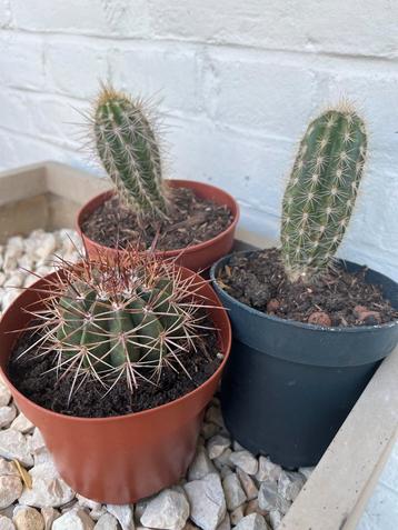 3 Kleine Cactussen in Pot beschikbaar voor biedingen