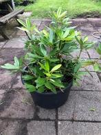 Rhododendron struik in de kuip. Ongeveer 50 cm, Ophalen, Rhododendron, Struik, Minder dan 100 cm