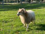 Drents Heideschaap, Dieren en Toebehoren, Mannelijk, Schaap