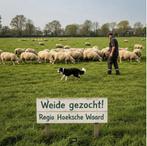 Weide gezocht, dijken, prive grond, trainingsweide, Dieren en Toebehoren, Stalling en Weidegang
