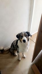 Opzoek naar nieuw baasje!, Dieren en Toebehoren, Honden | Retrievers, Spaniëls en Waterhonden, Rabiës (hondsdolheid), 1 tot 2 jaar