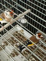 Koppel major putter, Meerdere dieren, Wildzangvogel