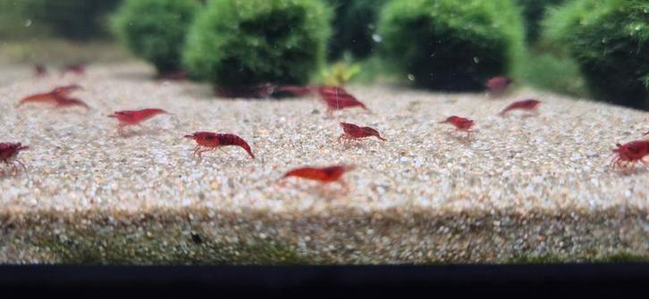 Red Sakura Garnalen. Spotgoedkoop., Dieren en Toebehoren, Vissen | Aquariumvissen, Zoetwatervis, Vis, Schoolvis