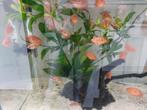 Chicliden hemichromis/ acara 2 euro per stuk, Overige typen, Zoetwatervis