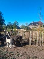 Alpacas, Dieren en Toebehoren, Meerdere dieren, Geit