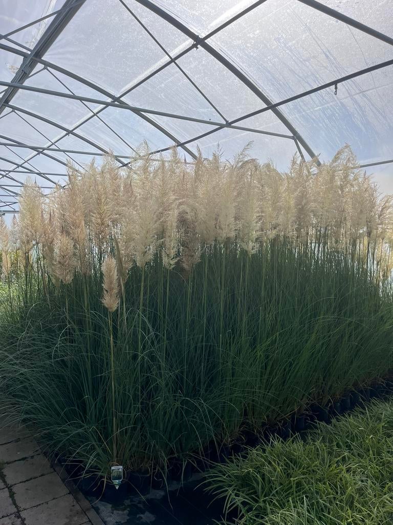 Cortaderia selloana / pampasgras C2 pot, Ophalen of Verzenden, Vaste plant, Siergrassen, Halfschaduw