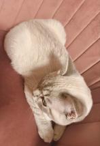 Een prachtige kortharige witte kat die dol is op spelen., Dieren en Toebehoren, Katten en Kittens | Overige Katten, Kater