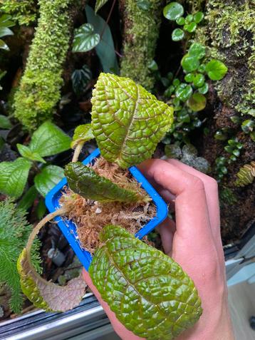Episcia corrugada (Ecuador) beschikbaar voor biedingen