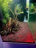 🎄❤️️Kerstactie️❤️🎄High Grade Bloody Mary Garnalen!, Dieren en Toebehoren