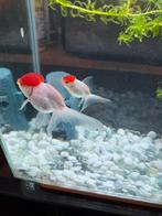 Een mooi wit compleet aquarium van Super Fich Home 40, Dieren en Toebehoren, Vissen | Aquariumvissen, Vis