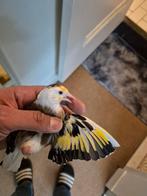 Scarpati man en witkeel pop van 2024, Dieren en Toebehoren, Vogels | Kanaries, Meerdere dieren