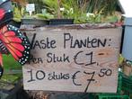 Vaste Tuinplanten - Diverse Soorten, Ophalen of Verzenden, Vaste plant, Overige soorten, Volle zon