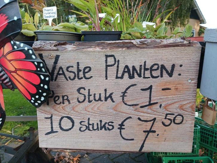 Vaste Tuinplanten - Diverse Soorten, Tuin en Terras, Planten | Tuinplanten, Vaste plant, Overige soorten, Volle zon, Ophalen of Verzenden