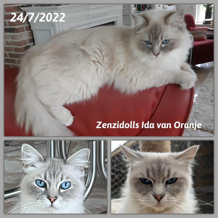 Zenzidolls Ragdoll herplaatser stamboom, gechipt, Dieren en Toebehoren, Katten en Kittens | Raskatten | Langhaar, Poes, 3 tot 5 jaar