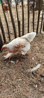 Brahma groothoen hennen, Dieren en Toebehoren, Pluimvee, Vrouwelijk, Kip