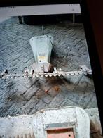 gebruikte  gazonbanden, maaibalk, Tuin en Terras, Grasmaaiers, Ophalen of Verzenden, Gebruikt