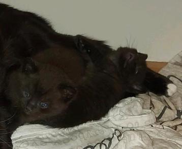 Kittens beschikbaar voor biedingen