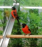 Kapoetsensijzen 2 mannen., Meerdere dieren