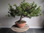 Pinus Bonsai 60 hoog -110cm breed, Tuin en Terras, Planten | Bomen, Ophalen, Bloeit niet, Overige soorten, Minder dan 100 cm