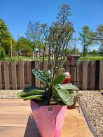 Kalanchoe, Overige soorten, Minder dan 100 cm, Bloeiende kamerplant, Halfschaduw