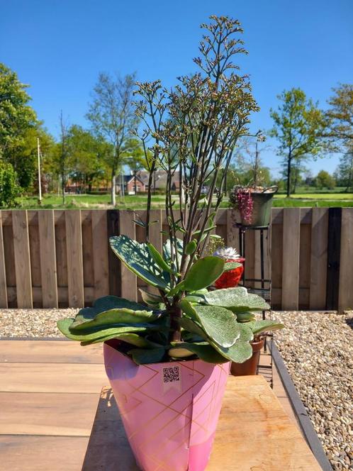 Kalanchoe, Huis en Inrichting, Kamerplanten, Overige soorten, Minder dan 100 cm, Bloeiende kamerplant, Halfschaduw, Ophalen of Verzenden