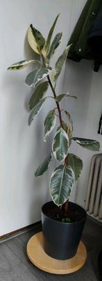 Kamerplant, Vicus elastica Tineke,  105 cm, 100 tot 150 cm, Halfschaduw, Ophalen