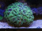 Euphyllia Ancora Ultra Neon Groen, Dieren en Toebehoren, Overige typen