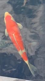 Kohaku, Dieren en Toebehoren, Vissen | Vijvervissen, Karper of Koi