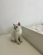 Niet te koop: Britse korthaar x langhaar DEKKATER, Dieren en Toebehoren, Katten en Kittens | Dekkaters, 0 tot 2 jaar