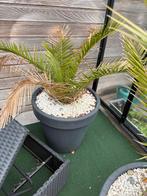 Palmen phoenix 5x  60x60 cm, Ophalen, Overige soorten, Volle zon