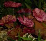 Rode tijgerlotus gezocht, Dieren en Toebehoren, Vissen | Aquaria en Toebehoren, Ophalen of Verzenden, Nieuw, Plant(en), Steen of Hout