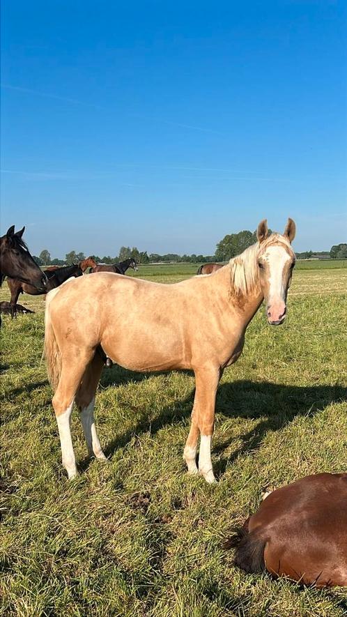 Prachtige jaarling hengst x tra Krem's Blue Miracle x Vitens, Dieren en Toebehoren, Paarden, Hengst, 0 tot 2 jaar
