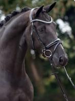 Hoofdstel Nika volledig lak (Full), Dieren en Toebehoren, Paarden en Pony's | Hoofdstellen en Tuigage, Ophalen of Verzenden, Zo goed als nieuw