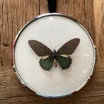 Vlinder in zilverkleurige lijst, Ophalen of Verzenden, Zo goed als nieuw