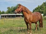 Prachtige B pony vos merrie 8 jaar oud, Merrie, Recreatiepony