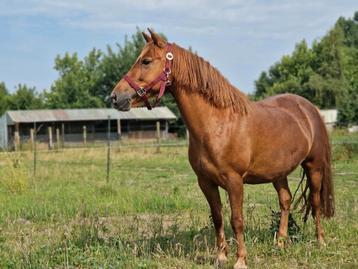 Prachtige B pony vos merrie 8 jaar oud beschikbaar voor biedingen