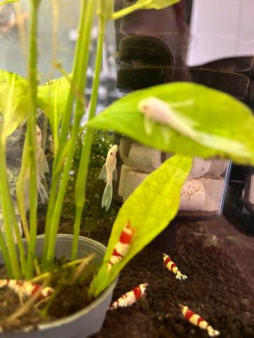 L144 longfin snow white algeneters beschikbaar voor biedingen