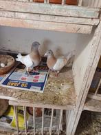 Te koop mooi koppel sion postduiven  onverwand bieden, Meerdere dieren, Postduif