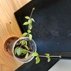 Pepperomia angulata vivace stekjes nr 2-8, Ophalen of Verzenden, Halfschaduw, Minder dan 100 cm