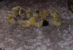 Wyandotte Columbia kriel kuikens, Dieren en Toebehoren, Pluimvee, Geslacht onbekend, Kip