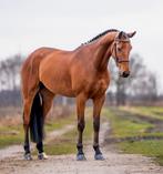 Brave 5jarige springruin, Dieren en Toebehoren, Paarden, Springpaard, Ruin, 3 tot 6 jaar, 160 tot 165 cm