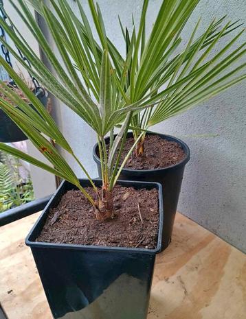 Te koop chamaerop humillis europese dwergpalm beschikbaar voor biedingen