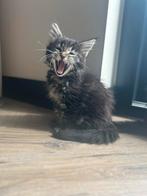 Laatste Maine coon kitten (poes)met stamboom geteste ouders., Dieren en Toebehoren, Katten en Kittens | Raskatten | Langhaar, Meerdere dieren